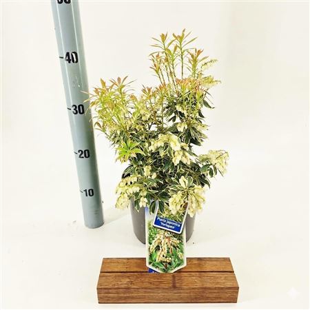 Pieris Jap Variegata