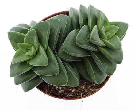 Crassula Springtime