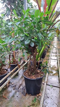 Ficus Cyathistipula Branched Xl