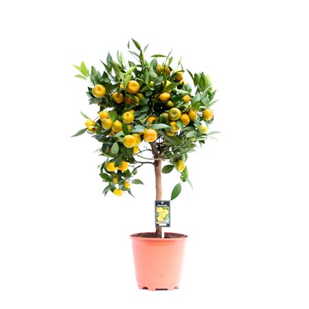 Citrus Cleopatra On Stem