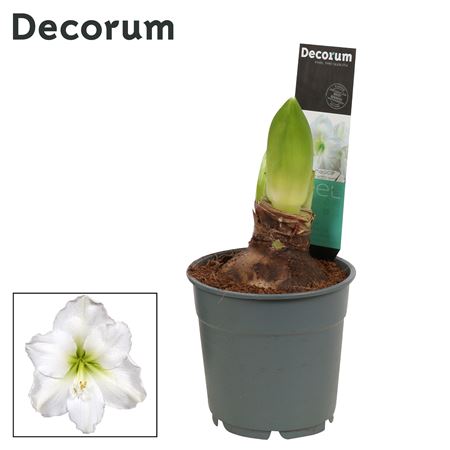 Hipp Arctic White 2pp Extra Op (decorum)