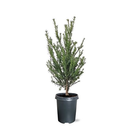 Taxus Baccata Bush