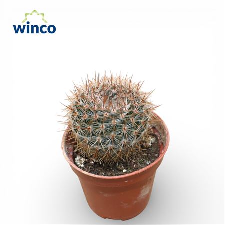 Notocactus Rutilans