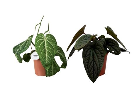 Anthurium Mix Special