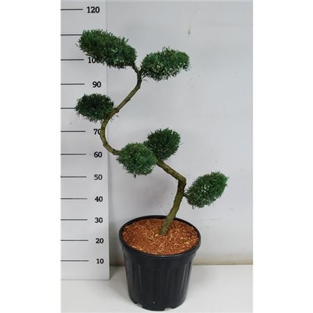 Juniperus Virg Grey Owl