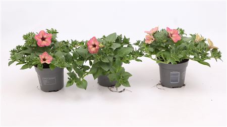 Petunia Tea Flamingo