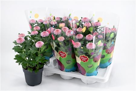 Chrys Flowerpops Mono Pink