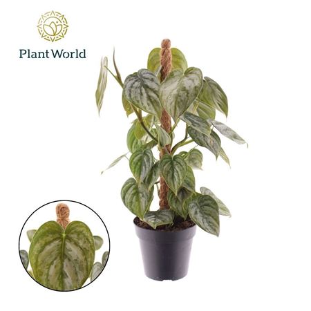 Philodendron Brandtianum Mosspole