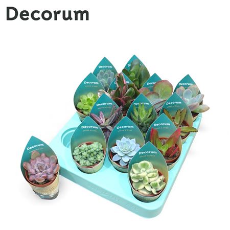 Succulenten Mix (14spc.) (dec)