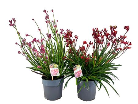 Anigozanthos