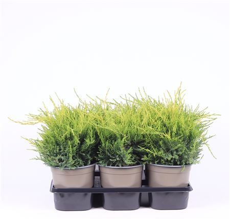 Juniperus Pfit Old Gold