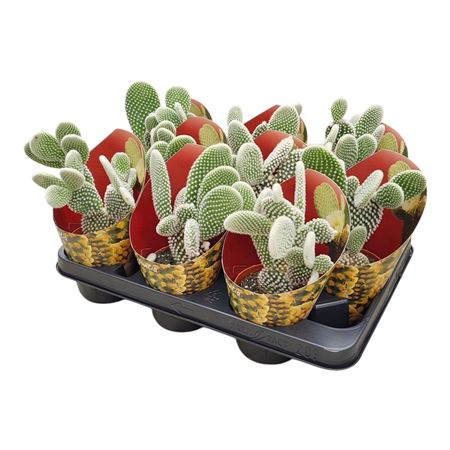Opuntia Microdasys Albata Potcover