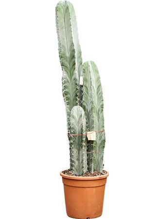 Stenocereus Pruinosus