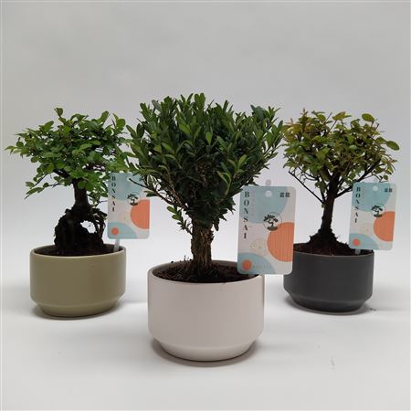 Bonsai Mix In Pure Ceramic