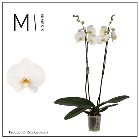 Phalaenopsis Tokyo 2 Spike - 12cm | Mimesis