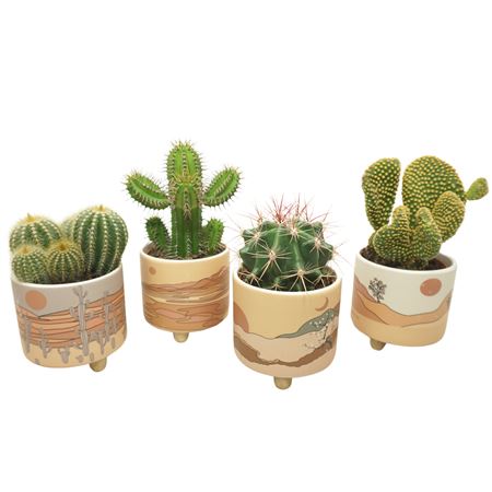 Cactus Mix Pal Mar
