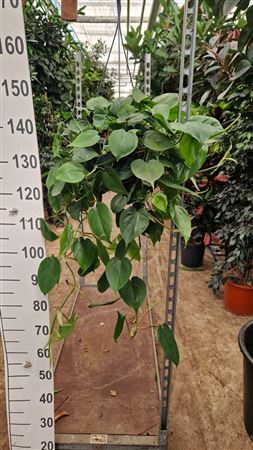 Philodendron Scandens Hangplant