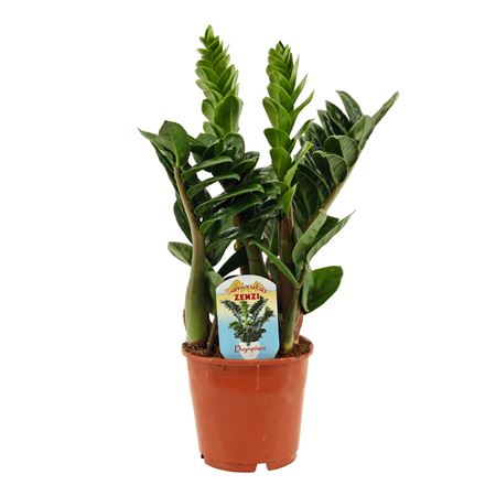 Zamioculcas Zenzi 4+