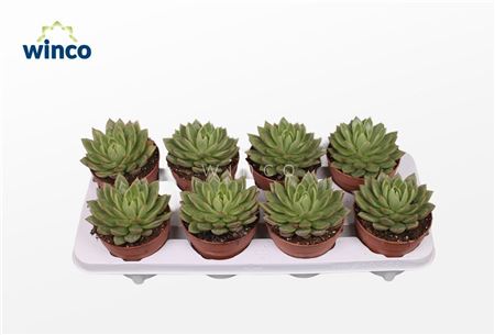 Echeveria Agavoides