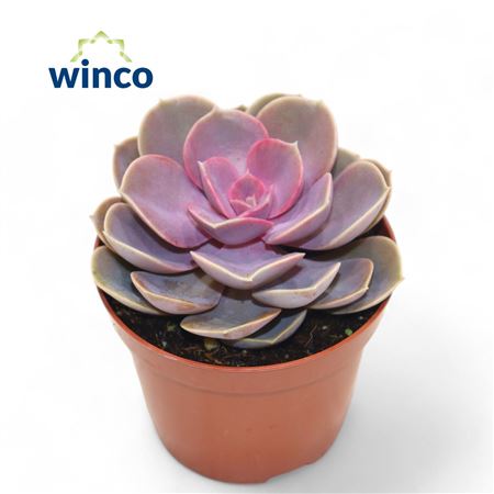 Echeveria Perle Von Nurnberg Pink