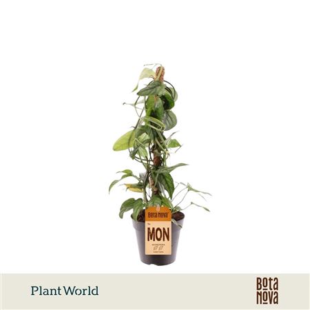 Monstera Siltepecana Mosspole