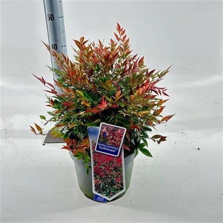 Nandina Dom Gulfstream