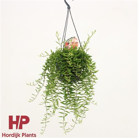 Aeschynanthus Green Star