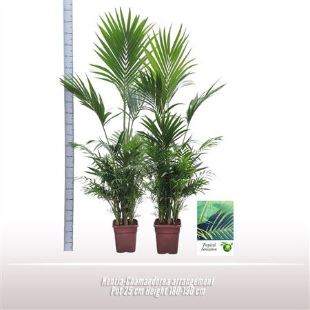 Chamaedorea-howea Mix