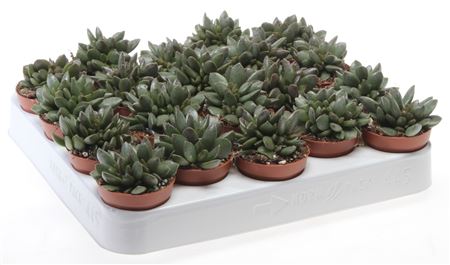 Adromischus Schuldtianus