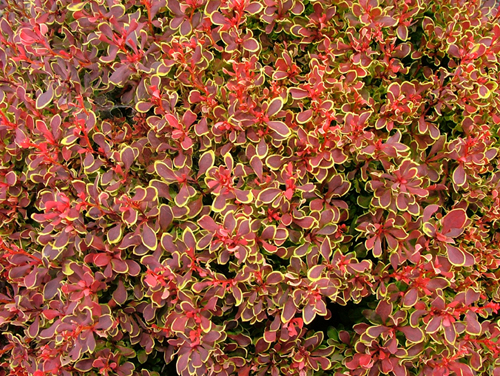 Барбарис тунберга Голден Руби