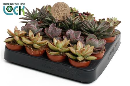 Succulent Autum Mix