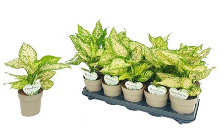 Aglaonema Eileen