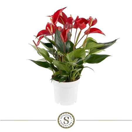 Anth An Mille Fleurs Roja 8+ (stolk)