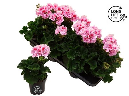 Pelargonium Zon White Pink (longlife)