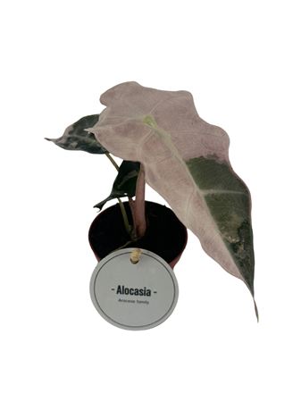 Алоказия амазонская Полли Вариегата