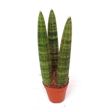 Sansevieria Cylindrica