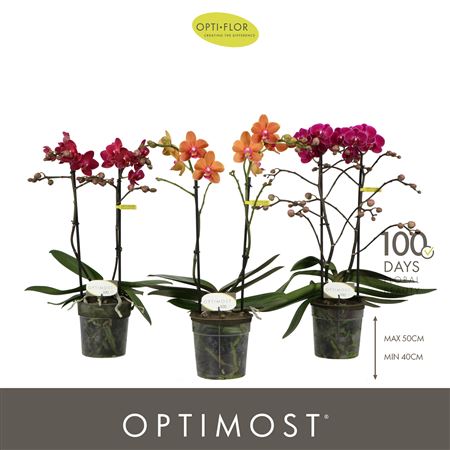 Phal 2st Optimost Spicy Colours (opti)