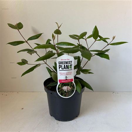 Viburnum Burkwoodii
