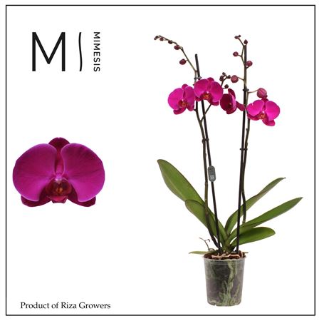Phal 2st Midnight Rambler 16+ (mimesis)