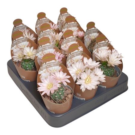 Gymnocalycium Bruchii Potcover
