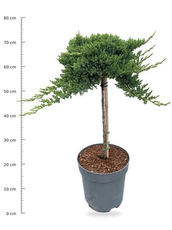 Juniperus Proc Nana On Stem