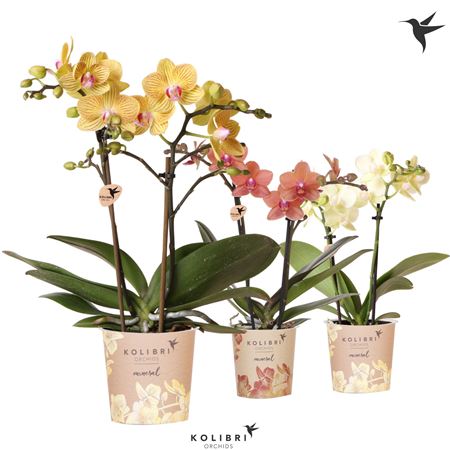 Phal Kolibri 2sr Mineral Yellow Orange