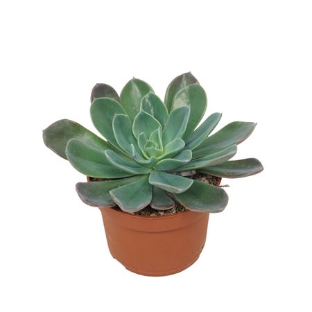Echeveria Blue Prince 10,5 Cm Zonder Bloem