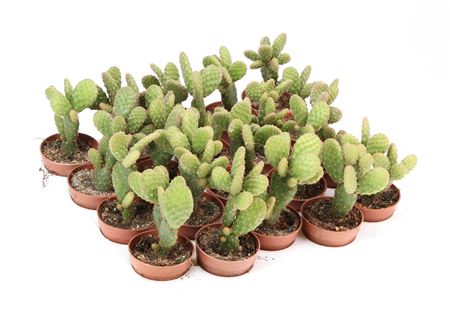 Opuntia Minor