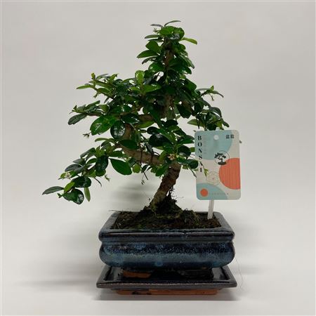 Bonsai Carmona S-shape Bonsai Traditional + Schot