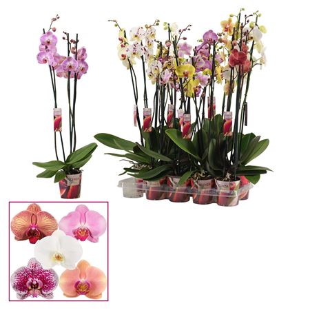 Phal 3st Senza Mix Xxl 18+