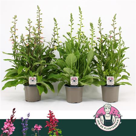 Digitalis Purpurea Hanabee Mix
