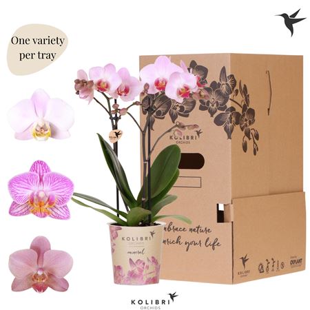 Phal 2st Pink No Sleeve (ok)