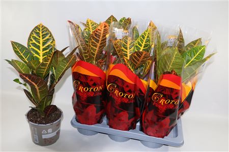 Codiaeum Petra Sunshine Sleeve