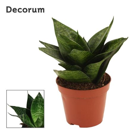 Sansevieria Hahnii Green Hahnii (decorum)
